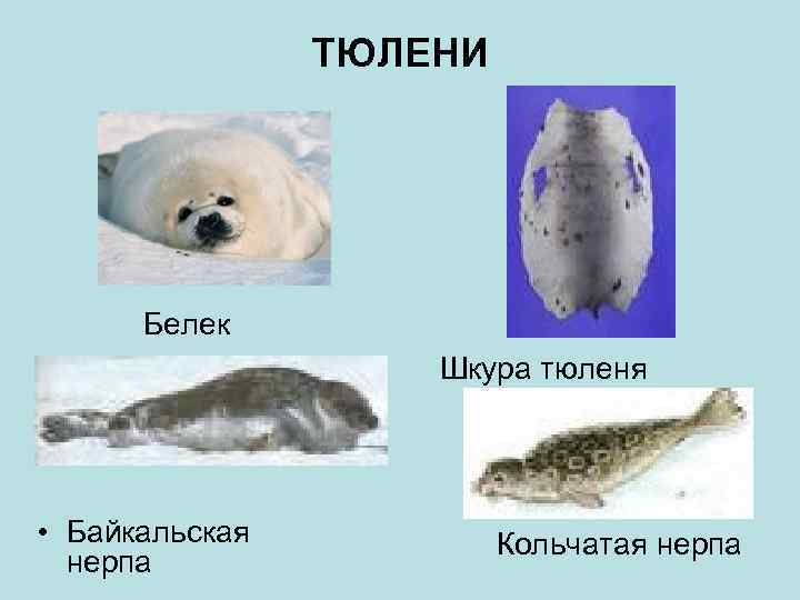 ТЮЛЕНИ Белек Шкура тюленя • Байкальская нерпа Кольчатая нерпа 