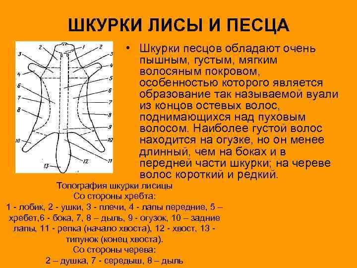 ШКУРКИ ЛИСЫ И ПЕСЦА • Шкурки песцов обладают очень пышным, густым, мягким волосяным покровом,