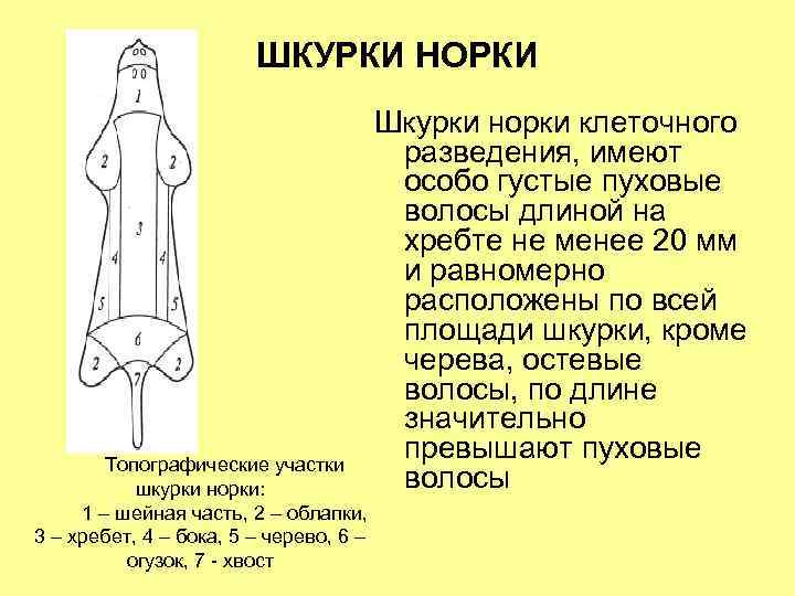 ШКУРКИ НОРКИ Топографические участки шкурки норки: 1 – шейная часть, 2 – облапки, 3