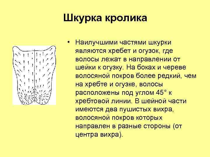 Шкурка кролика • Наилучшими частями шкурки являются хребет и огузок, где волосы лежат в