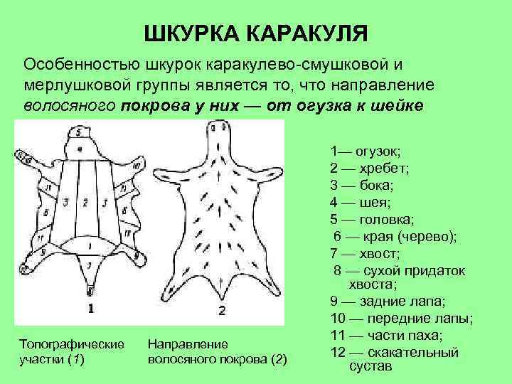 ШКУРКА КАРАКУЛЯ Особенностью шкурок каракулево-смушковой и мерлушковой группы является то, что направление волосяного покрова
