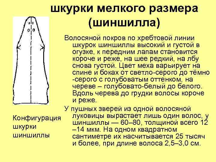 шкурки мелкого размера (шиншилла) Волосяной покров по хребтовой линии шкурок шиншиллы высокий и густой