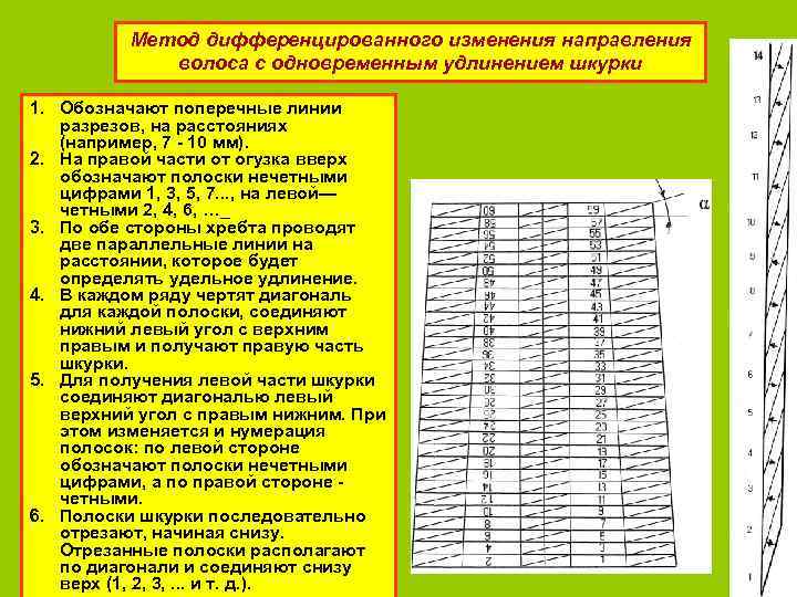 Метод дифференцированного изменения направления волоса с одновременным удлинением шкурки 1. Обозначают поперечные линии разрезов,