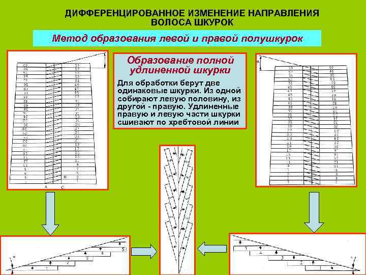 ДИФФЕРЕНЦИРОВАННОЕ ИЗМЕНЕНИЕ НАПРАВЛЕНИЯ ВОЛОСА ШКУРОК Метод образования левой и правой полушкурок Образование полной удлиненной