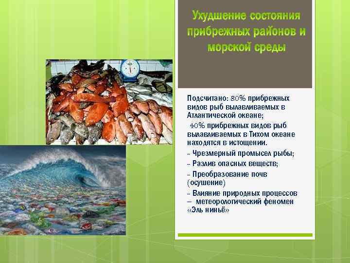 Подсчитано: 80% прибрежных видов рыб вылавливаемых в Атлантической океане; 40% прибрежных видов рыб вылавливаемых