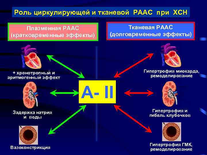 Роль циркулирующей и тканевой РААС при ХСН Плазменная РААС (кратковременные эффекты) Тканевая РААС (долговременные