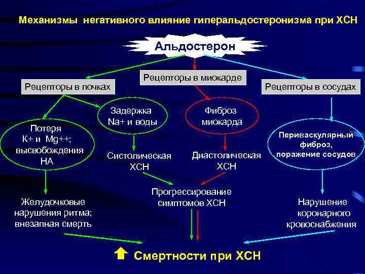 Механизмы негативного влияние гиперальдостеронизма при ХСН Альдостерон Рецепторы в почках Потеря К+ и Mg++;