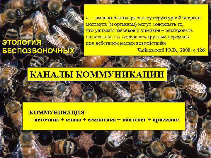 ЭТОЛОГИЯ БЕСПОЗВОНОЧНЫХ «… именно благодаря запасу структурной энергии молекула (и организм) могут совершать то,