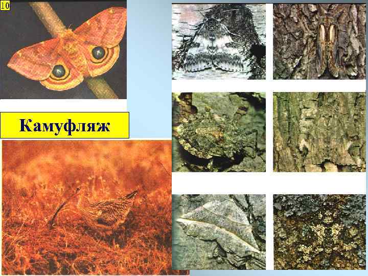 10 9 Камуфляж 