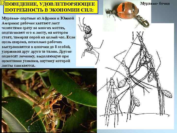 12 ПОВЕДЕНИЕ, УДОВЛЕТВОРЯЮЩЕЕ ПОТРЕБНОСТЬ В ЭКОНОМИИ СИЛ: Муравьи- портные из Африки и Южной Америки: