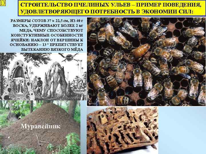 13 СТРОИТЕЛЬСТВО ПЧЕЛИНЫХ УЛЬЕВ – ПРИМЕР ПОВЕДЕНИЯ, УДОВЛЕТВОРЯЮЩЕГО ПОТРЕБНОСТЬ В ЭКОНОМИИ СИЛ: РАЗМЕРЫ СОТОВ