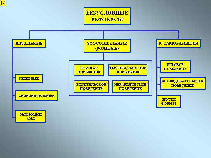 14 БЕЗУСЛОВНЫЕ РЕФЛЕКСЫ ВИТАЛЬНЫЕ ЗООСОЦИАЛЬНЫЕ (РОЛЕВЫЕ) БРАЧНОЕ ПОВЕДЕНИЕ ТЕРРИТОРИАЛЬНОЕ ПОВЕДЕНИЕ ПИЩЕВЫЕ РОДИТЕЛЬСКОЕ ПОВЕДЕНИЕ ОБОРОНИТЕЛЬНЫЕ