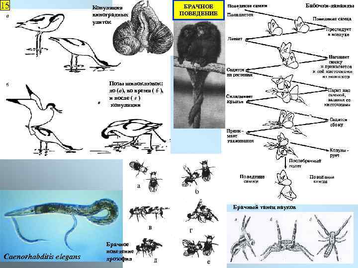 15 Копуляция виноградных улиток Бабочки-данаиды БРАЧНОЕ ПОВЕДЕНИЕ Позы шилоклювок: до (а), во время (