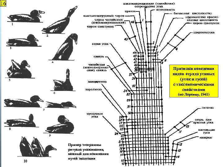 16 Признаки поведения видов отряда утиных (уток и гусей) с таксономическими свойствами (по Лоренцу,