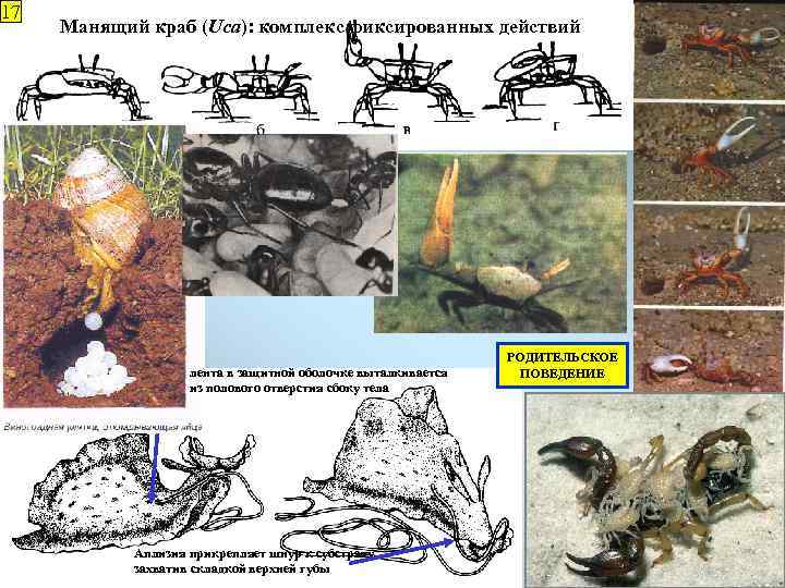 17 Манящий краб (Uca): комплекс фиксированных действий лента в защитной оболочке выталкивается Откладывание яиц
