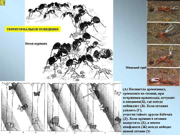 18 ТЕРРИТОРИАЛЬНОЕ ПОВЕДЕНИЕ Битва муравьев Манящий краб (А) Пятнистая древесница, гревшаяся на солнце, при