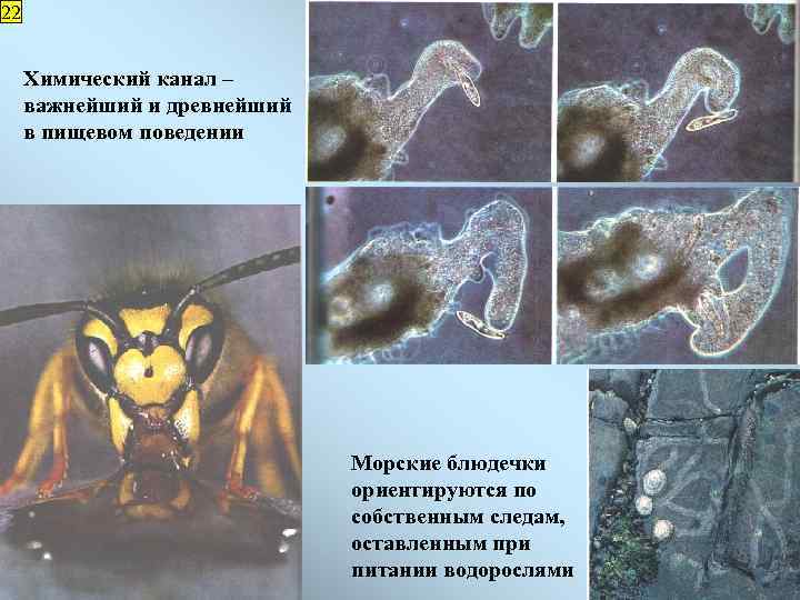 22 Химический канал – важнейший и древнейший в пищевом поведении Морские блюдечки ориентируются по