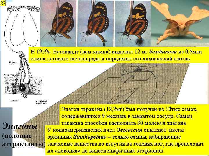 27 В 1959 г. Бутенандт (нем. химик) выделил 12 мг бомбикола из 0, 5
