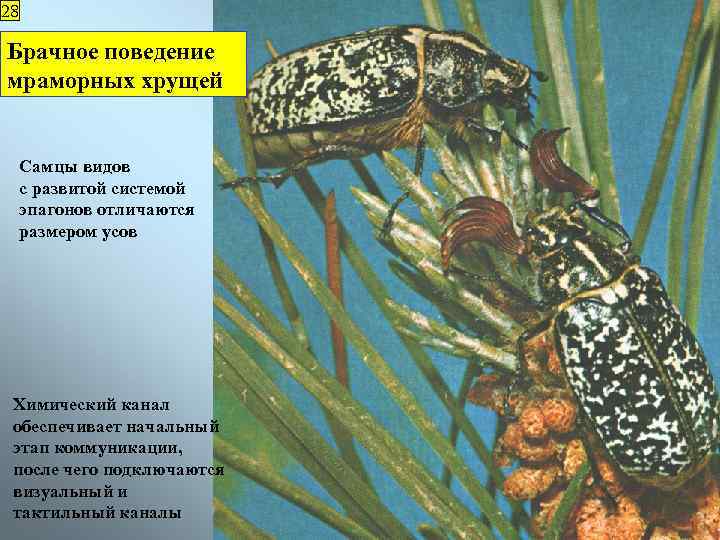 28 Брачное поведение мраморных хрущей Самцы видов с развитой системой эпагонов отличаются размером усов