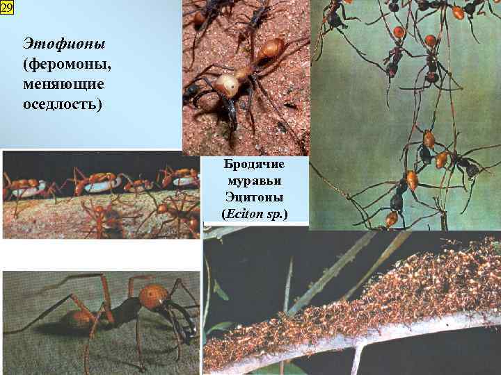29 Этофионы (феромоны, меняющие оседлость) Бродячие муравьи Эцитоны (Eciton sp. ) 