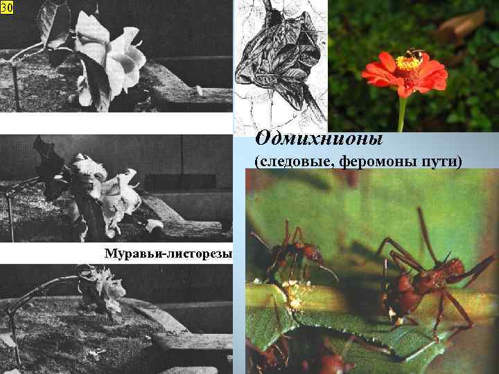 30 Одмихнионы (следовые, феромоны пути) Муравьи-листорезы 