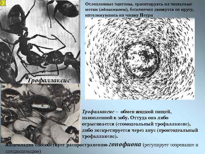 31 Ослепленные эцитоны, ориентируясь на запаховые метки (одмихнионы), бесконечно движутся по кругу, натолкнувшись на
