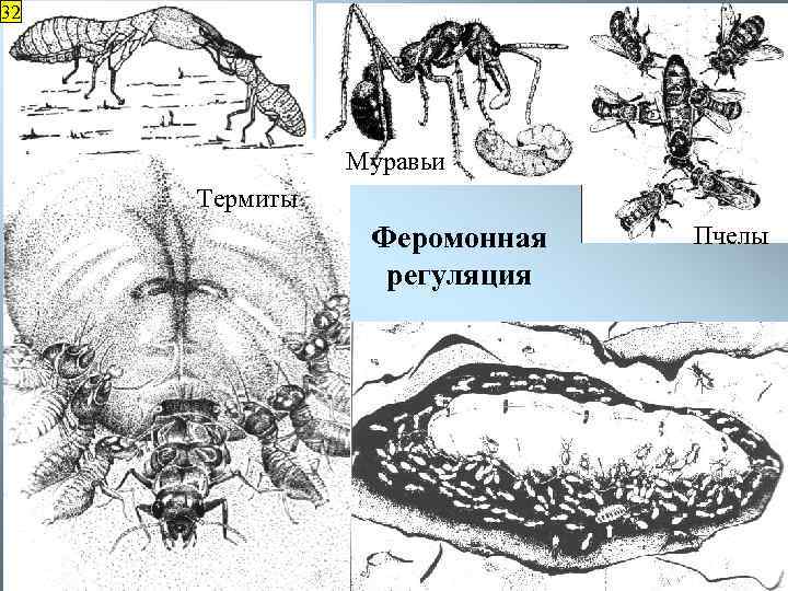 32 Муравьи Термиты Феромонная регуляция Пчелы 