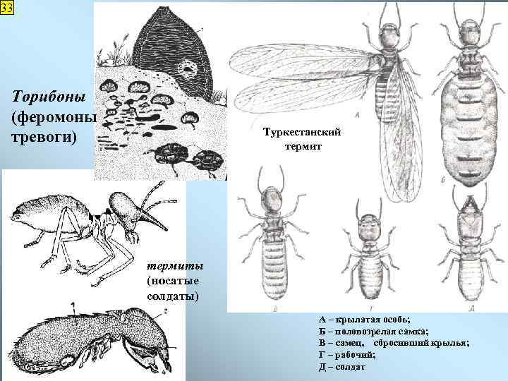 33 Торибоны (феромоны тревоги) Туркестанский термиты (носатые солдаты) А – крылатая особь; Б –