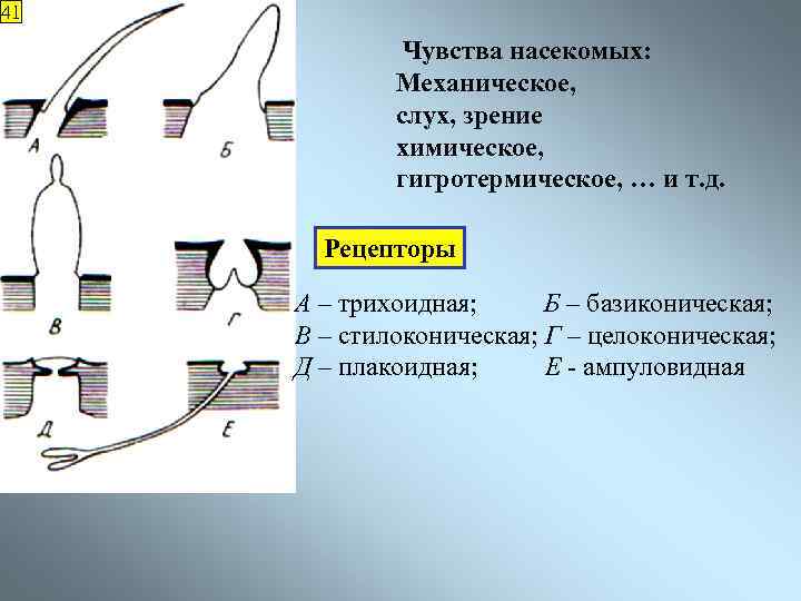 41 Чувства насекомых: Механическое, слух, зрение химическое, гигротермическое, … и т. д. Рецепторы А