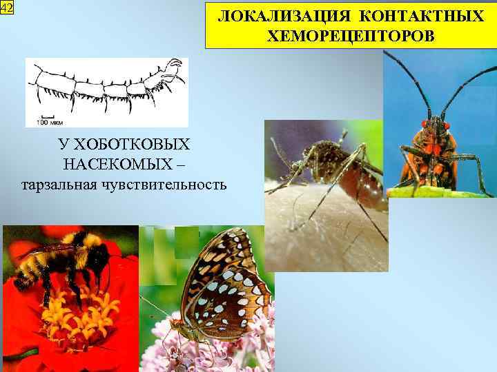42 ЛОКАЛИЗАЦИЯ КОНТАКТНЫХ ХЕМОРЕЦЕПТОРОВ У ХОБОТКОВЫХ НАСЕКОМЫХ – тарзальная чувствительность 