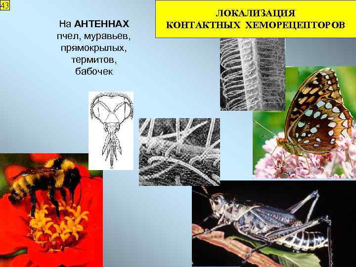 43 На АНТЕННАХ пчел, муравьев, прямокрылых, термитов, бабочек ЛОКАЛИЗАЦИЯ КОНТАКТНЫХ ХЕМОРЕЦЕПТОРОВ 