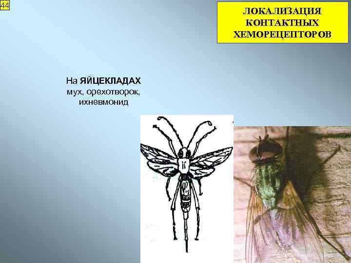 44 ЛОКАЛИЗАЦИЯ КОНТАКТНЫХ ХЕМОРЕЦЕПТОРОВ На ЯЙЦЕКЛАДАХ мух, орехотворок, ихневмонид 