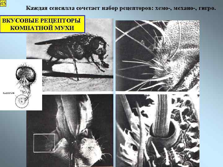 45 Каждая сенсилла сочетает набор рецепторов: хемо-, механо-, гигро. ВКУСОВЫЕ РЕЦЕПТОРЫ КОМНАТНОЙ МУХИ 