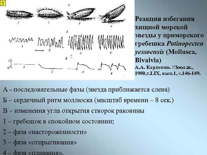 5 Реакция избегания хищной морской звезды у приморского гребешка Patinopecten yessoensis (Mollusca, Bivalvia) А.
