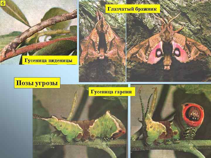 6 Глазчатый бражник Гусеница пяденицы Позы угрозы Гусеница гарпии 
