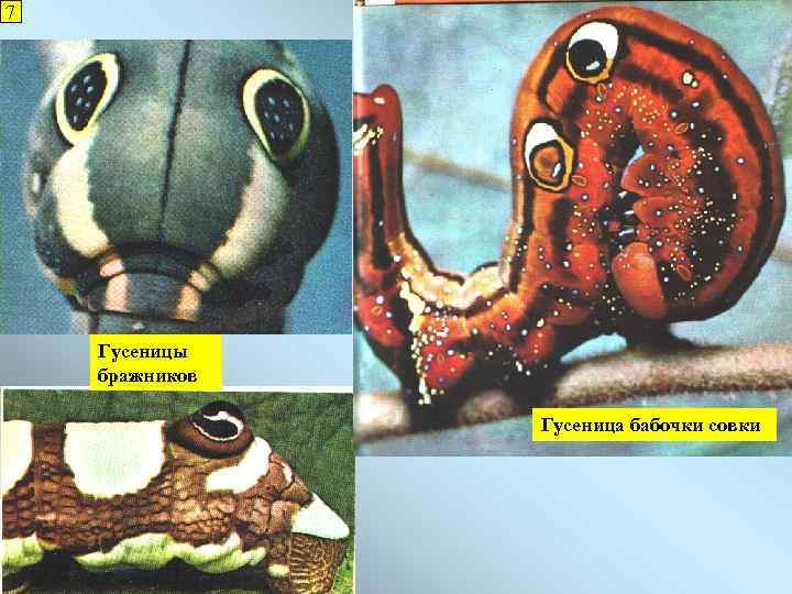 7 Гусеницы бражников Гусеница бабочки совки 