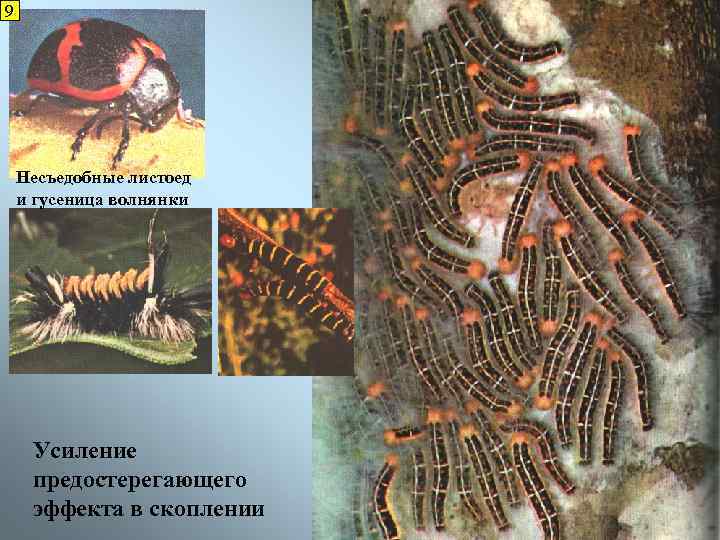 9 Несъедобные листоед и гусеница волнянки Усиление предостерегающего эффекта в скоплении 