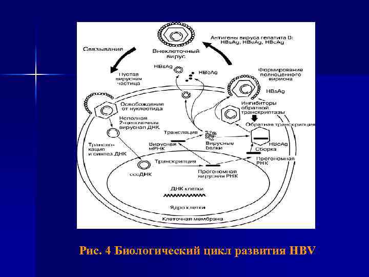 Рис. 4 Биологический цикл развития HBV 