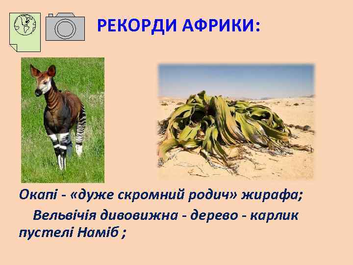 РЕКОРДИ АФРИКИ: Окапі - «дуже скромний родич» жирафа; Вельвічія дивовижна - дерево - карлик