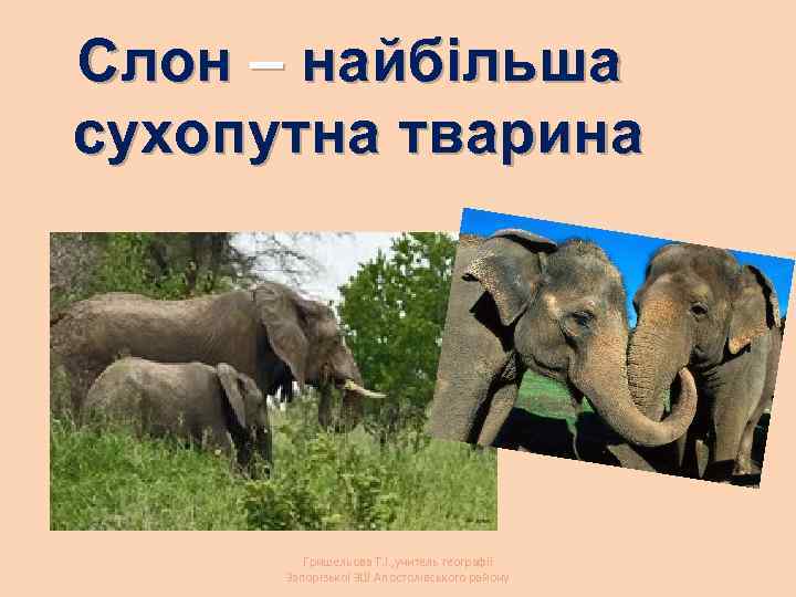 Слон – найбільша сухопутна тварина Гришельова Т. І. , учитель географії Запорізької ЗШ Апостолівського
