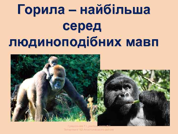 Горила – найбільша серед людиноподібних мавп Гришельова Т. І. , учитель географії Запорізької ЗШ