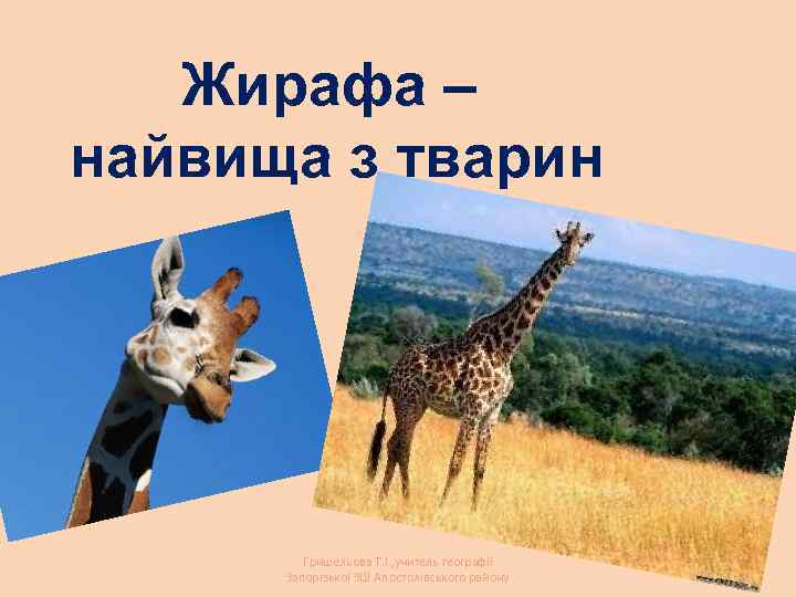 Жирафа – найвища з тварин Гришельова Т. І. , учитель географії Запорізької ЗШ Апостолівського