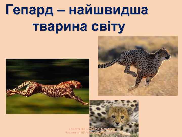 Гепард – найшвидша тварина світу Гришельова Т. І. , учитель географії Запорізької ЗШ Апостолівського