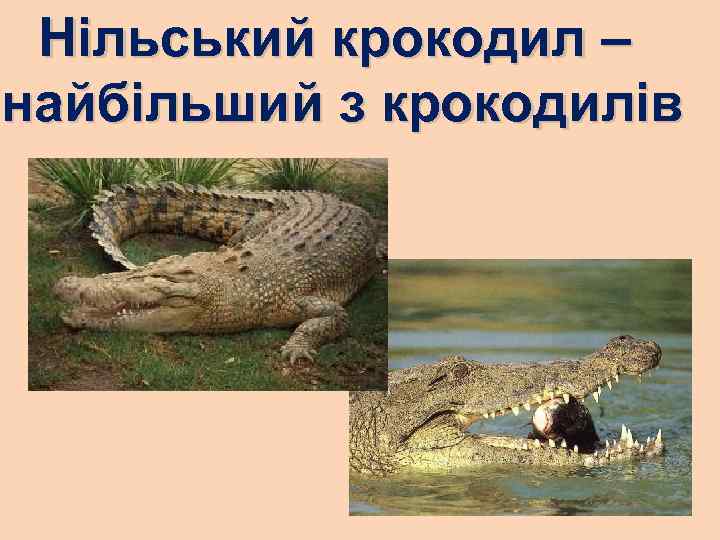 Нільський крокодил – найбільший з крокодилів 