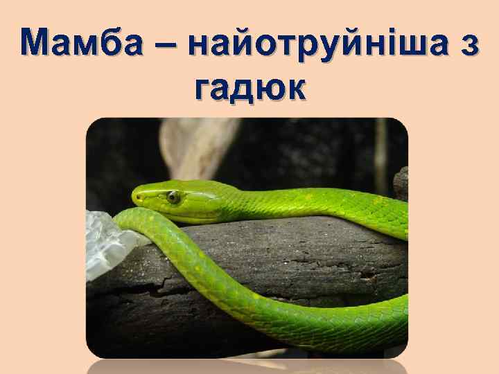 Мамба – найотруйніша з гадюк 
