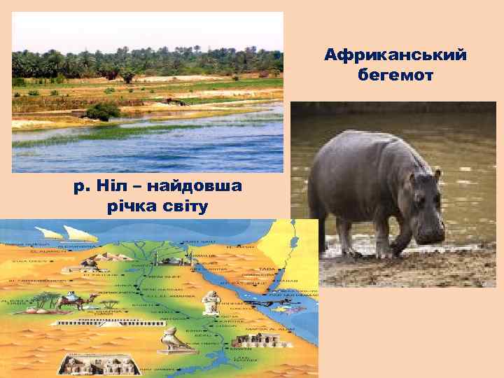 Африканський бегемот р. Ніл – найдовша річка світу 