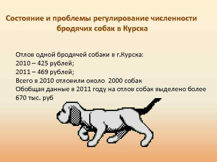 Состояние и проблемы регулирование численности бродячих собак в Курска Отлов одной бродячей собаки в