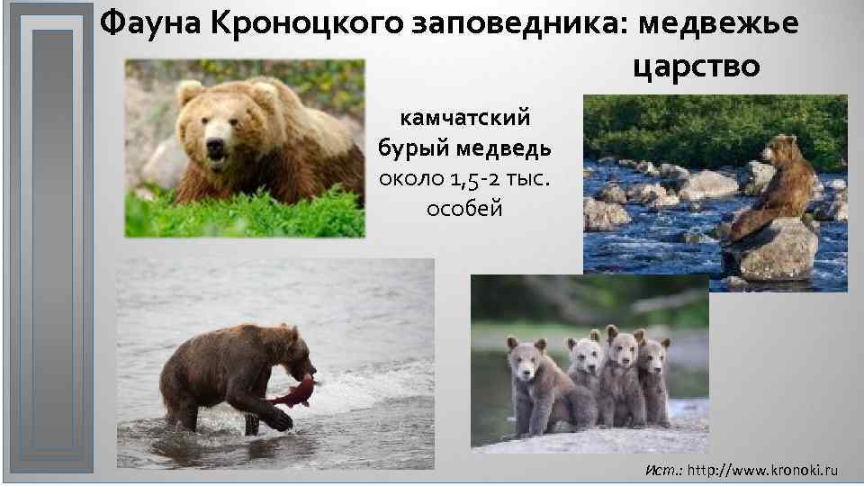 Фауна Кроноцкого заповедника: медвежье царство камчатский бурый медведь около 1, 5 -2 тыс. особей
