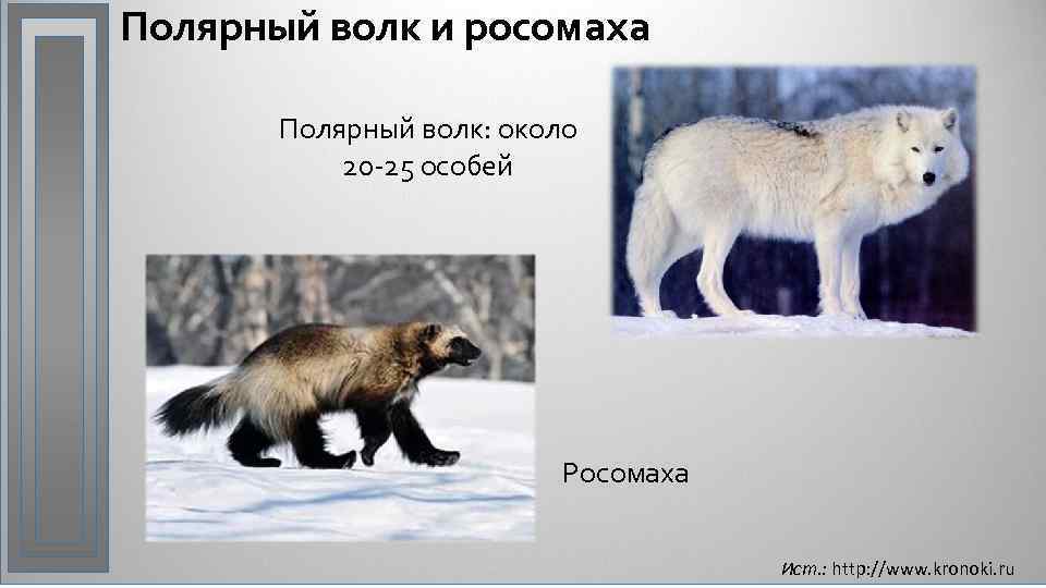 Полярный волк и росомаха Полярный волк: около 20 -25 особей Росомаха Ист. : http:
