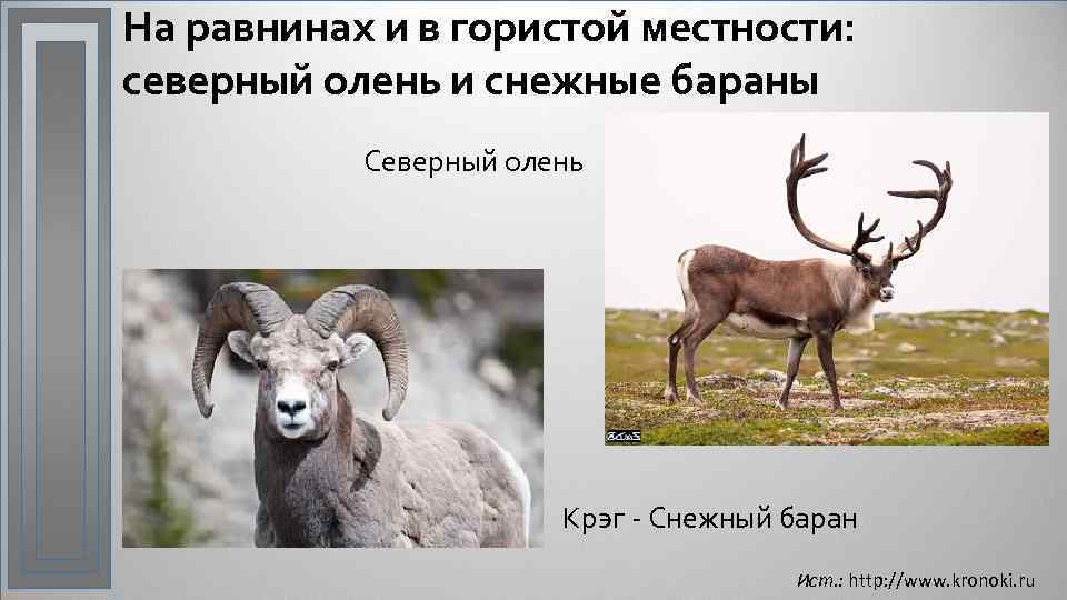 На равнинах и в гористой местности: северный олень и снежные бараны Северный олень Крэг